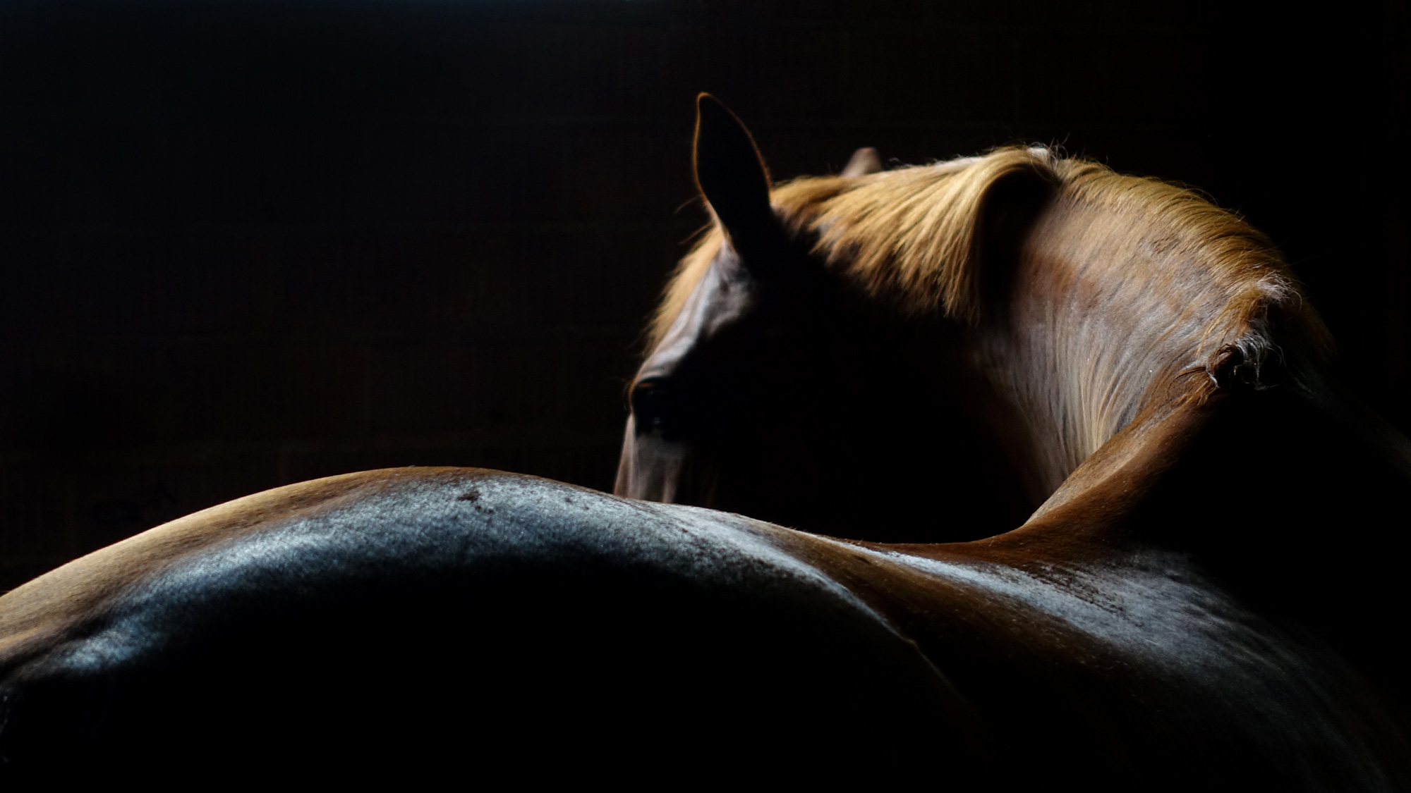 Highly bespoke tours for small groups of horse enthusiasts