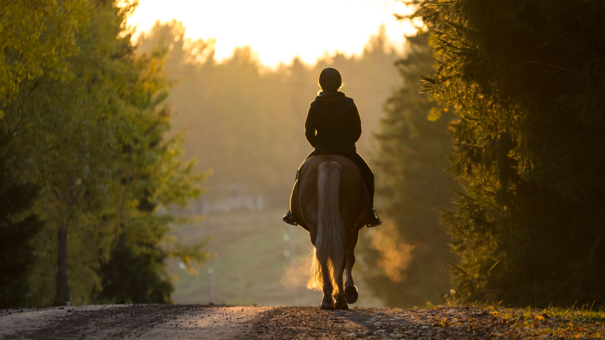 Cotswold Horse Tours ensures you experience the diversity of the of the English equestrian culture